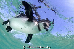 Galápagos Penguin (Spheniscus mendiculus) - Isla Isabela by Viktor Vrbovský 